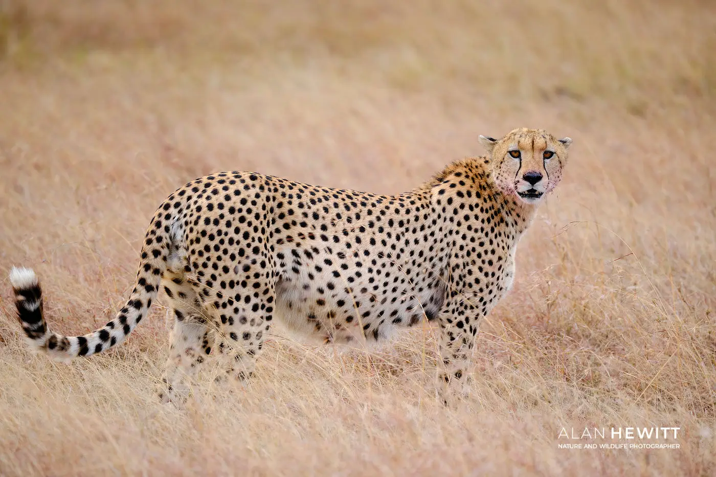 Cheetah African Photography Safaris