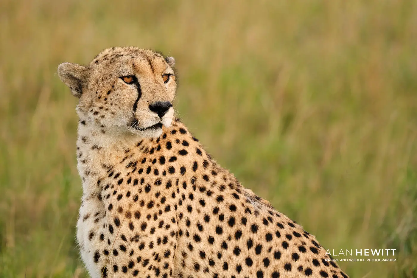 Milele Cheetah African Photography Safaris