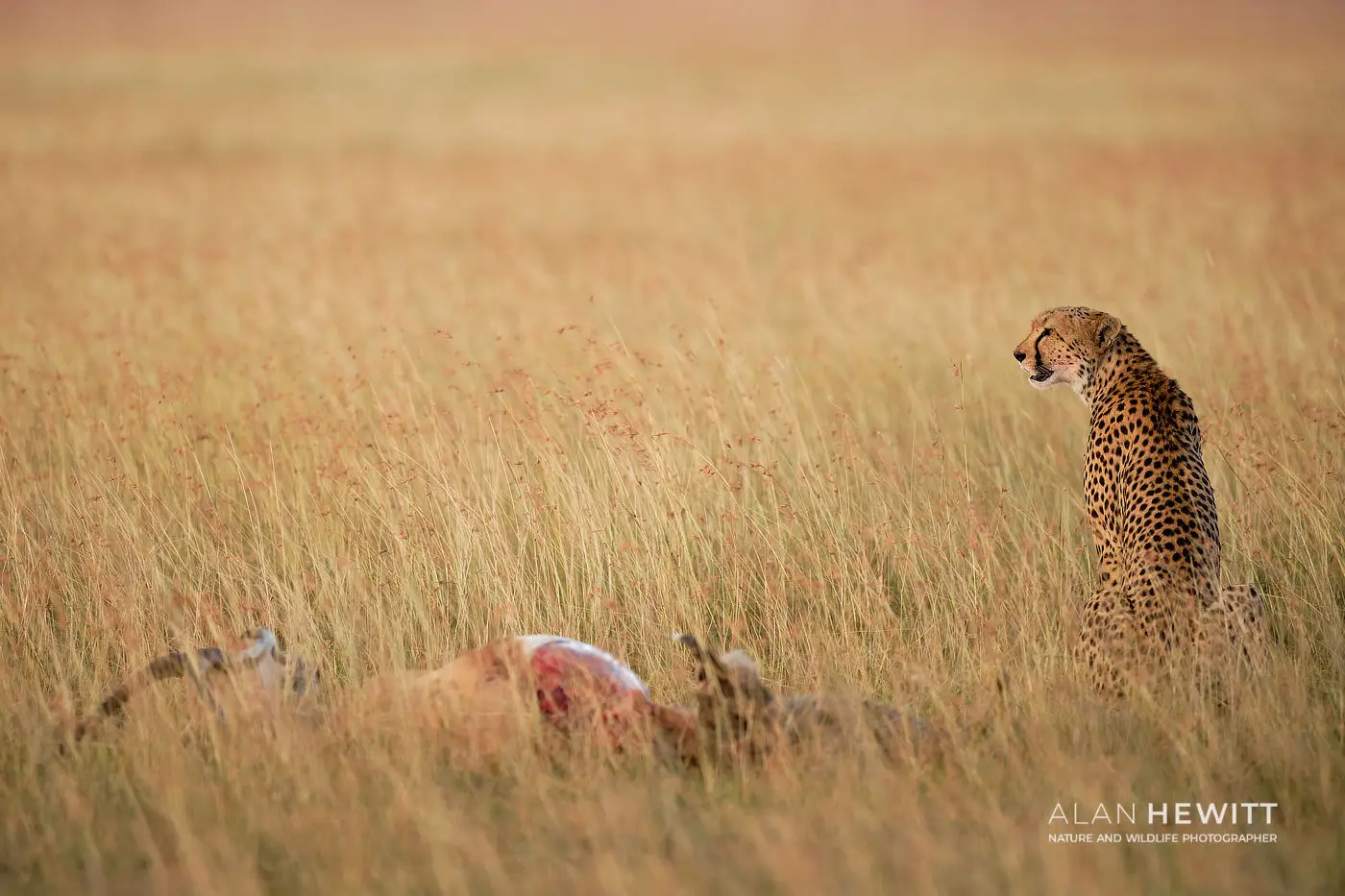 Female Cheetah Kisaru African Photography Safaris.