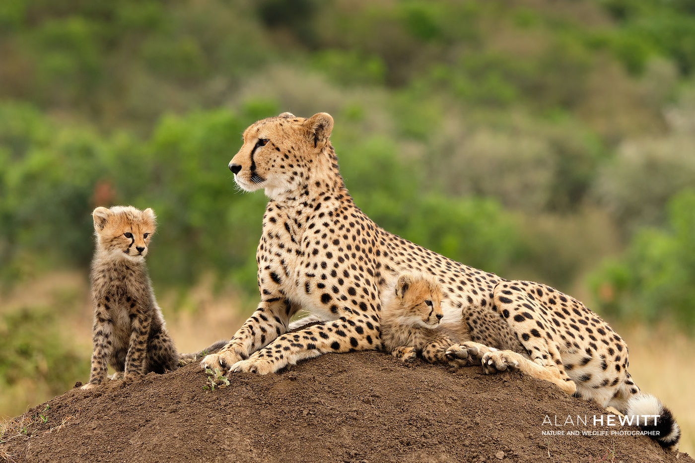 Cheetah & Cubs