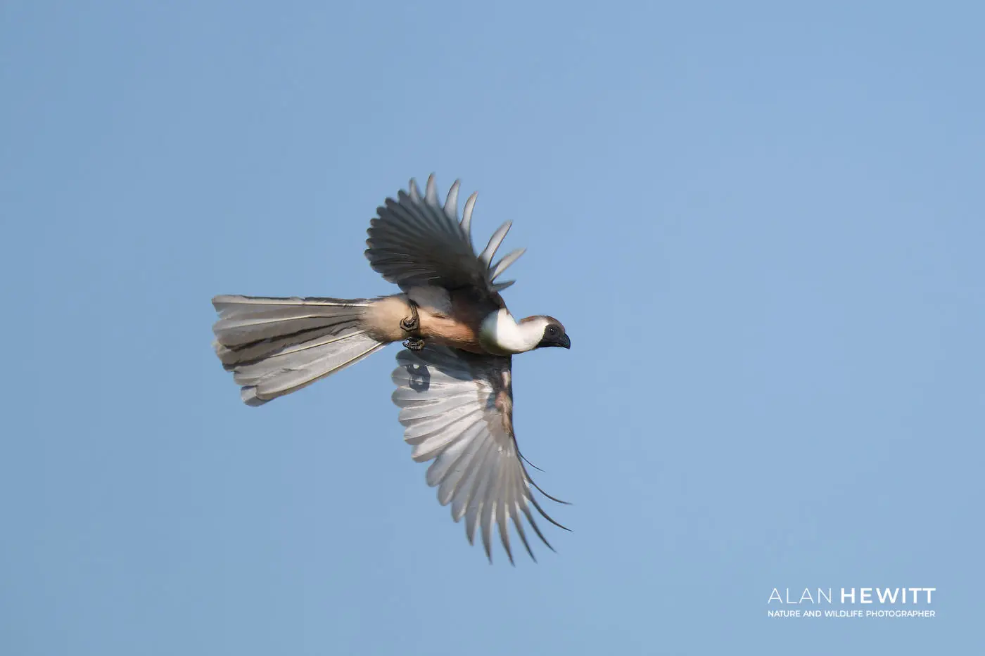 Birds in Flight Autofocus, Bare-faced Go-Away Bird African Photography Safaris