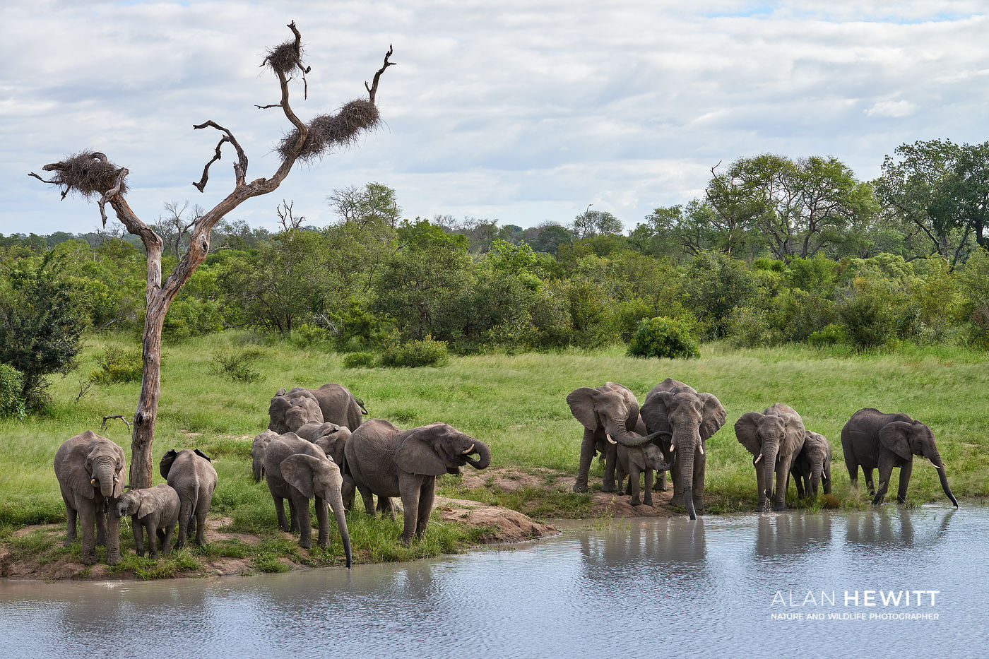 Elephants at the watering hole - AI Isn't Wildlife Photography