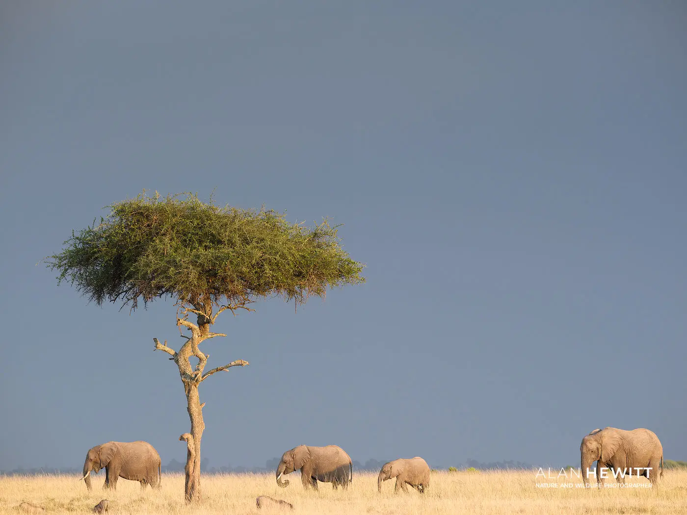 Elephants on the horizon at Mattikoko, Responsible Photography Safaris 