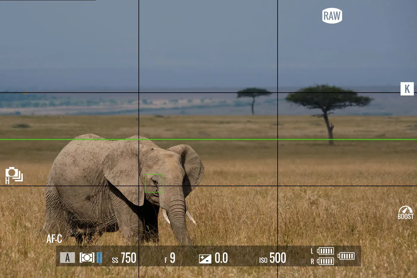 Single Autofocus Point Wildlife Photography
