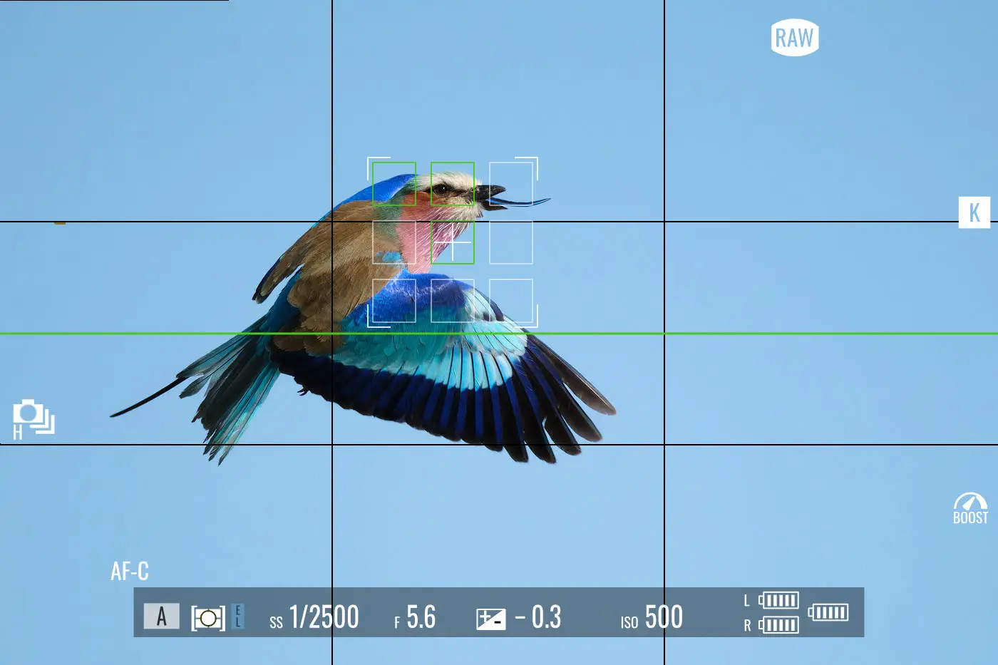 Birds in Flight Autofocus Zone Focusing African Photography Safaris.