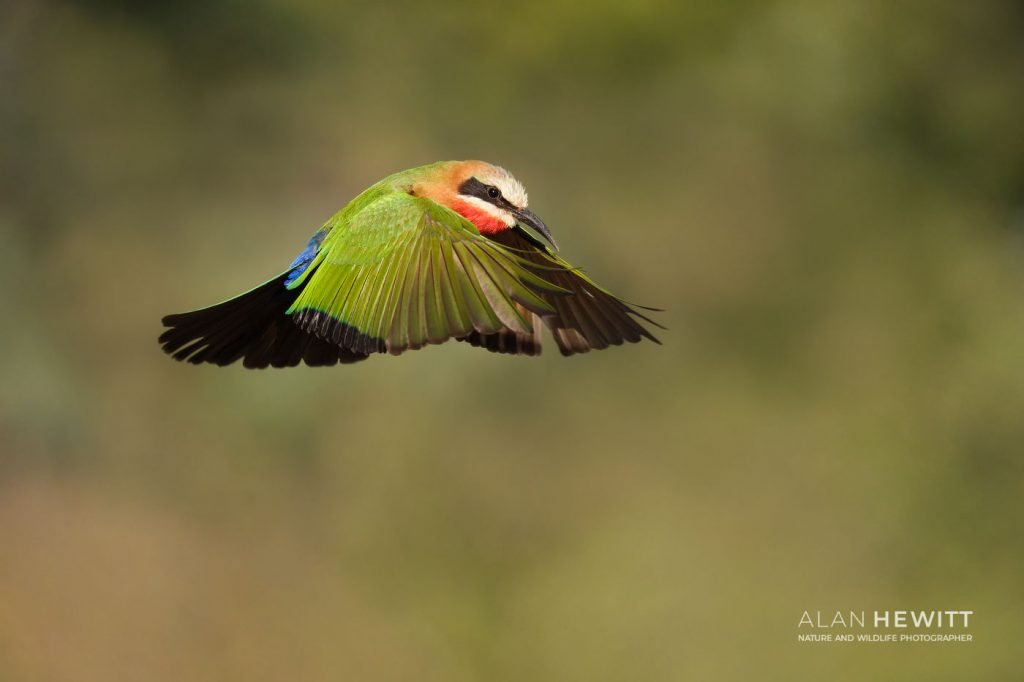 Birds in Flight Autofocus