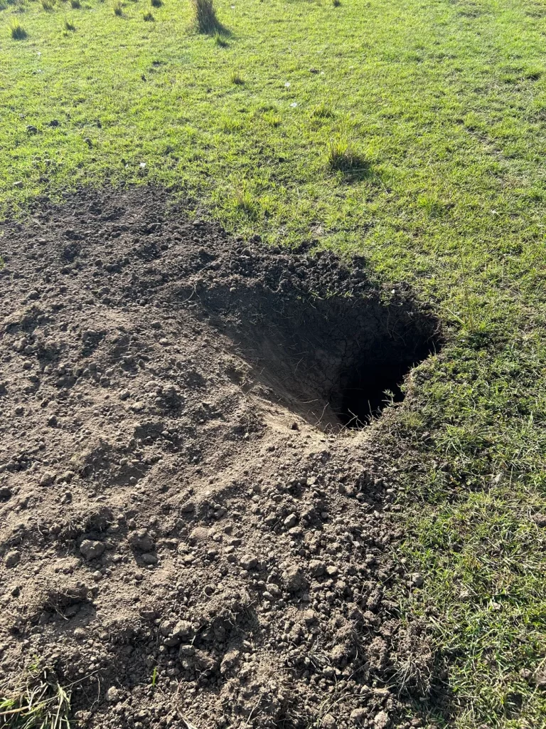 Fresh Aardvark excavation