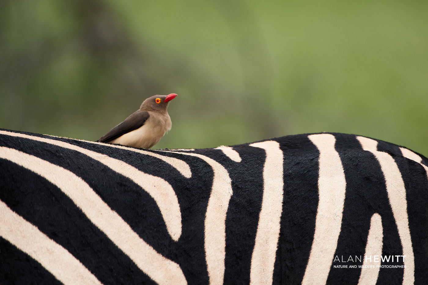 Red-billed Oxpecker