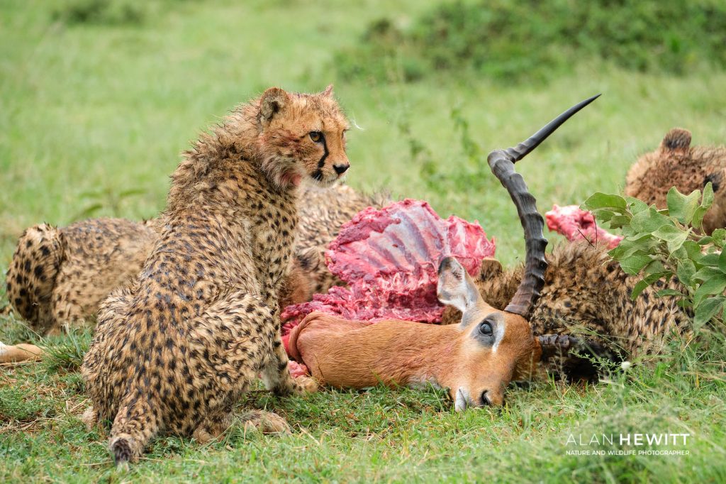 Predators are not Villains!