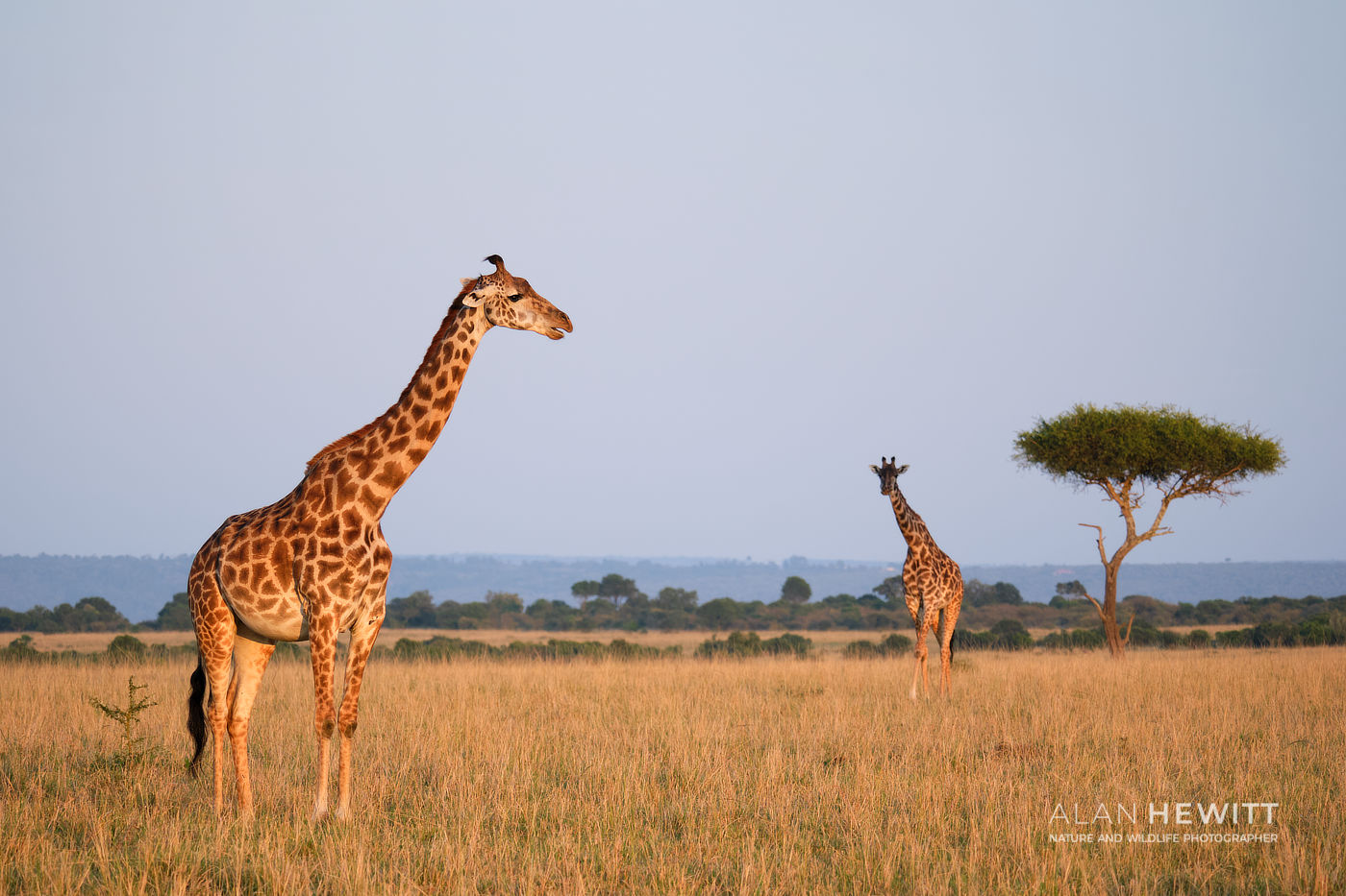 Conservation Reality or Fairytale?