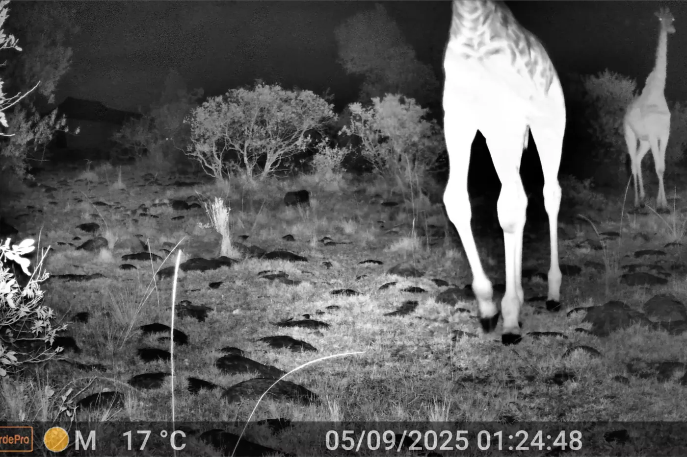 Our Trail Cam and a Giraffe… and Absolutely Everything Else!