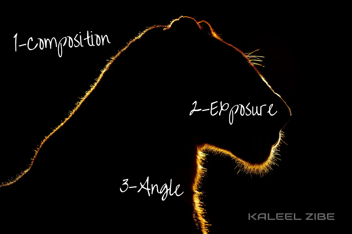 Framing the Wild – Back-lit Lioness