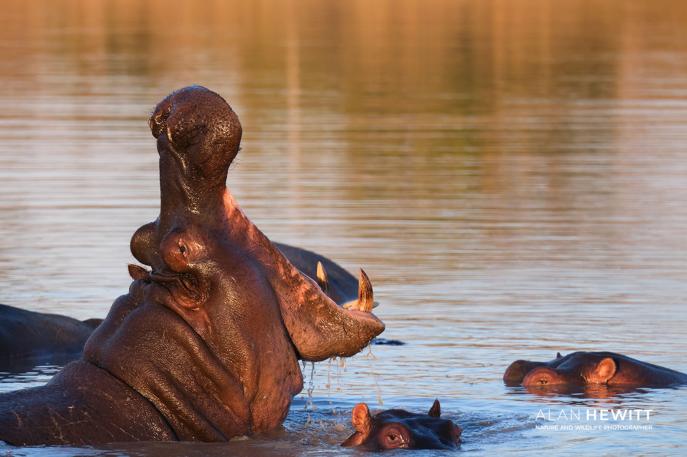 Hippo yawning