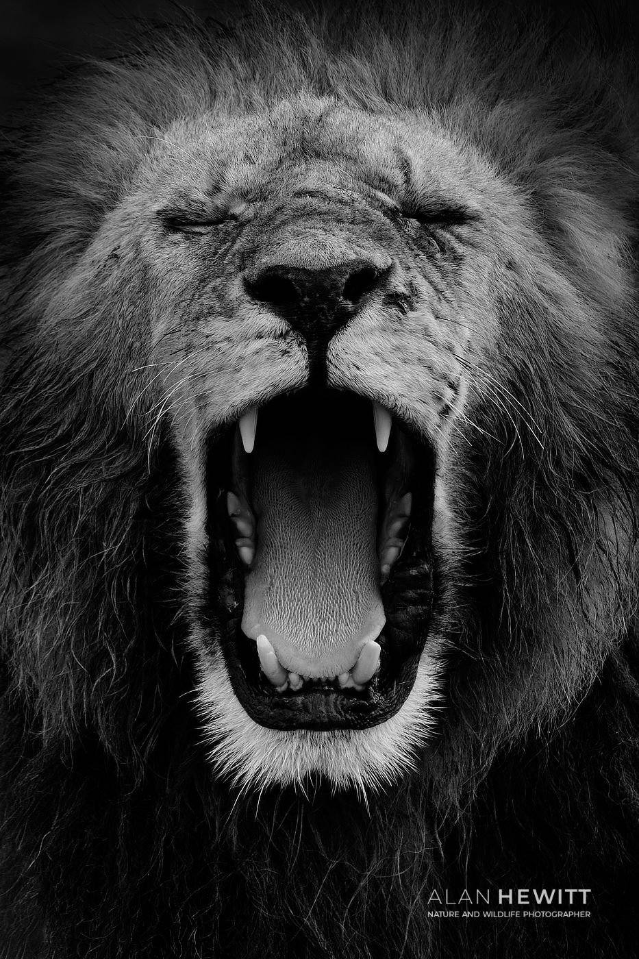 Lion yawning, using monopods on safari reduces arm strain when waiting for the moment.