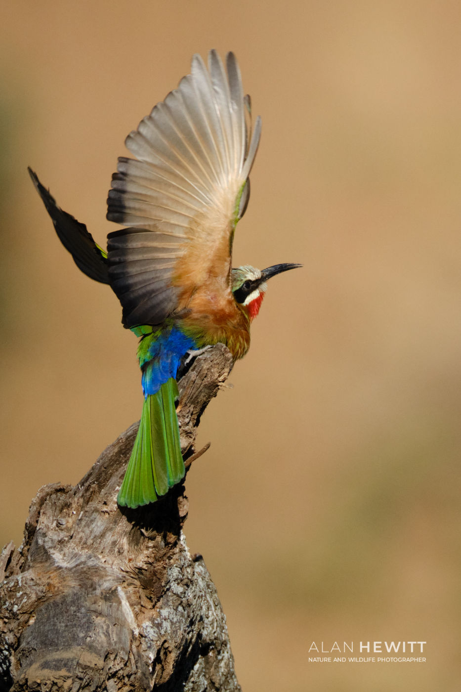 White-fronted bee-eater