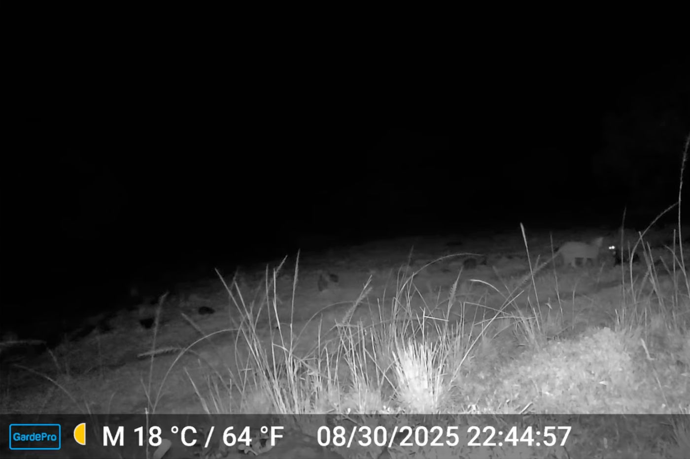 African Wildcat
