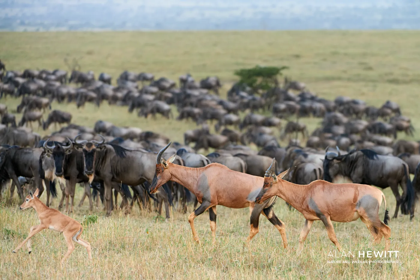 It’s Never Just Another Wildebeest