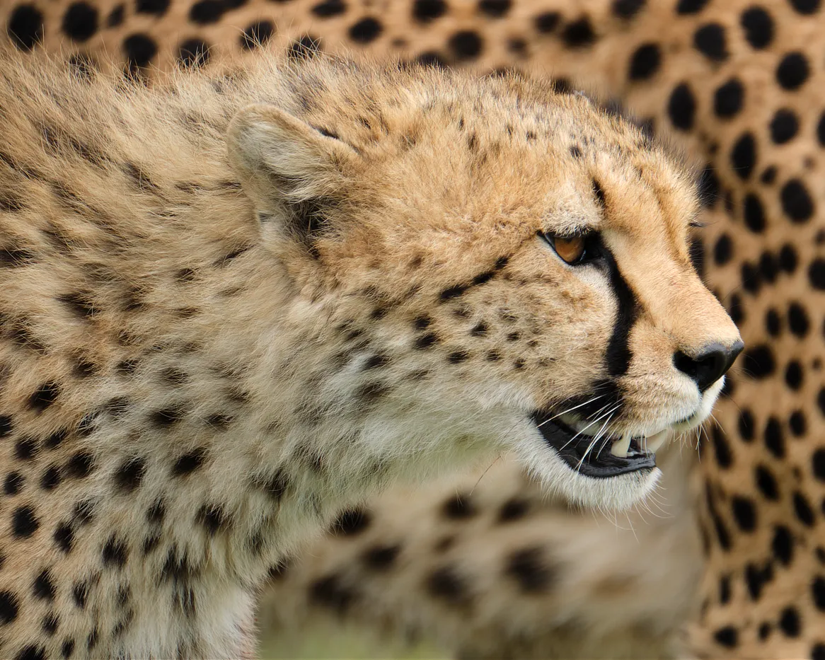 Close up profile of a cheetah with open mouth showing teeth