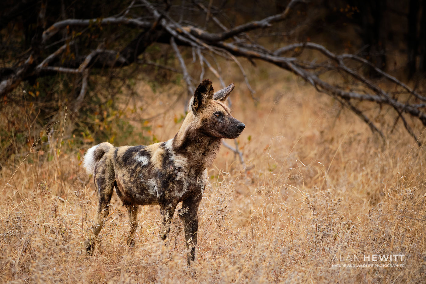 Wild Dog