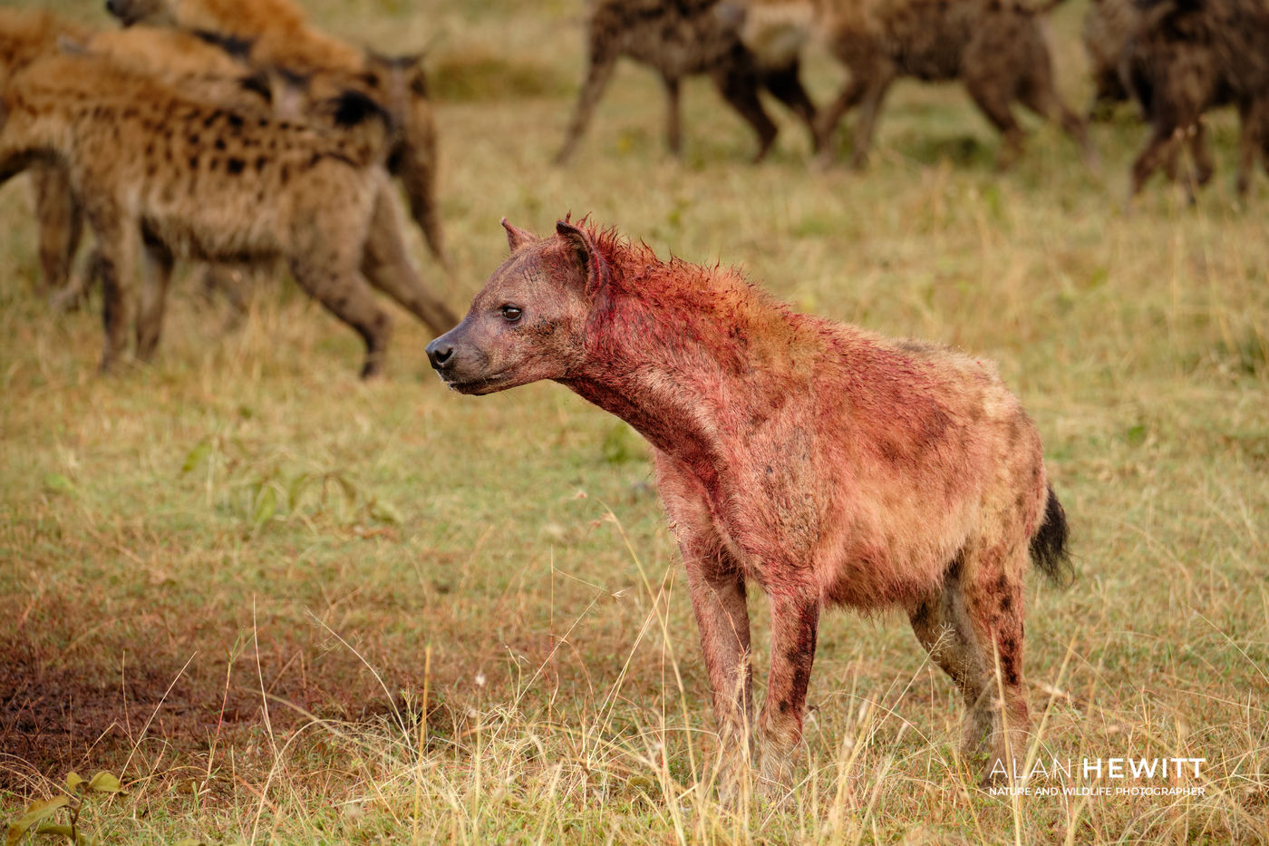 Hyena