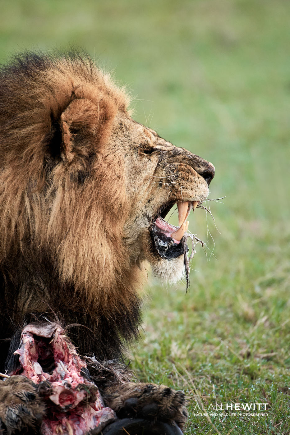 Is the lion really the king of the jungle?