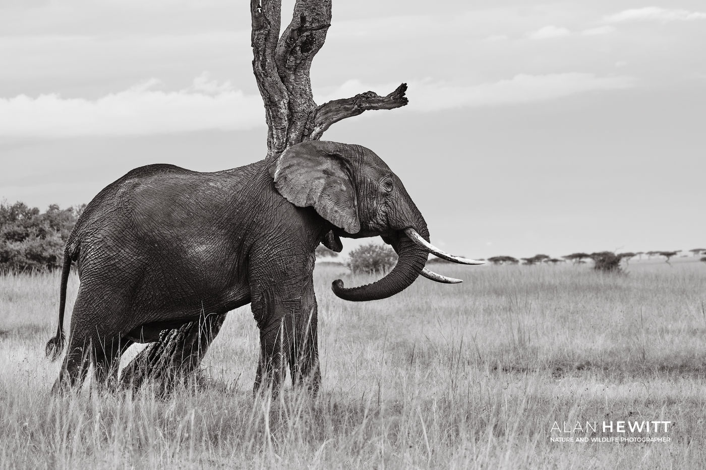 Framing the Wild – The Elephant Scratching Tree
