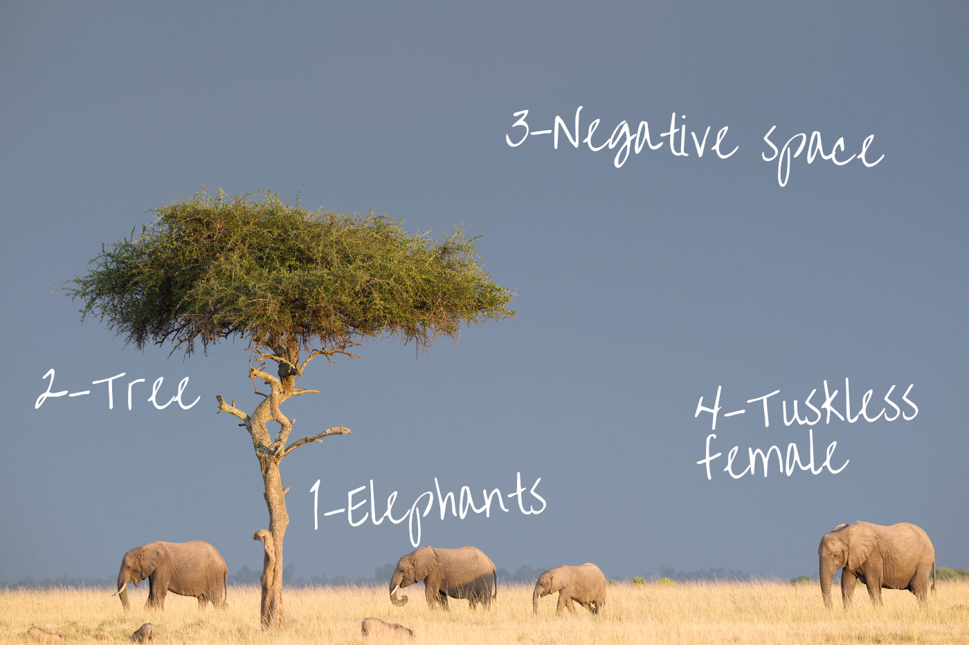 Framing the Wild: Elephants Above Mattikoko